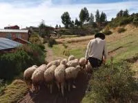 Tour Taquile – Luquina – Uros 2 Tage - Imagen 8