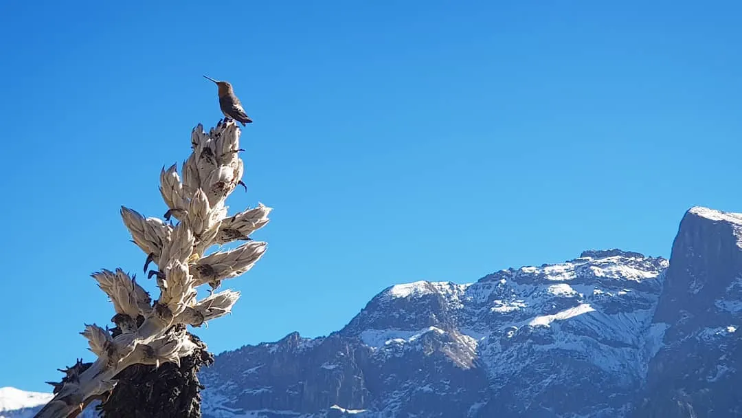 Tour al Cañón del Colca en 1D - Servicio Grupal - Full day Tour al cañon del Colca desde Arequipa (1d)